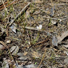 Quillwort arrowhead (Sagittaria isoetiformis)
