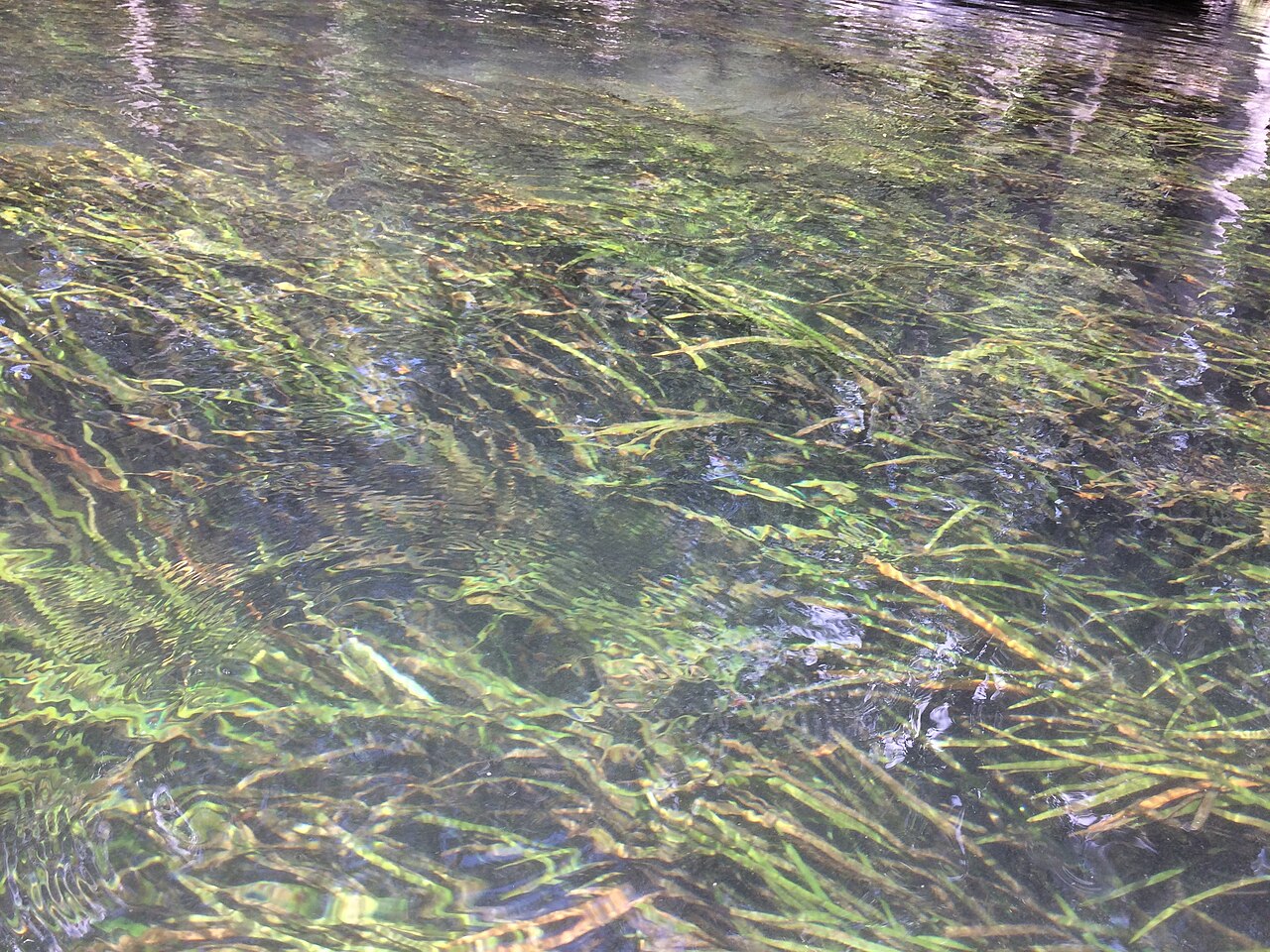 Springtape: Springtape (Sagittaria kurziana) at the bottom of the Ichetucknee River, in the Ichetucknee Springs State Park. Springtape covers most of the sandy bottom of th