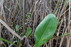 Bulltongue arrowhead (Sagittaria lancifolia)