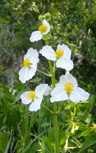 Bulltongue arrowhead (Sagittaria lancifolia)