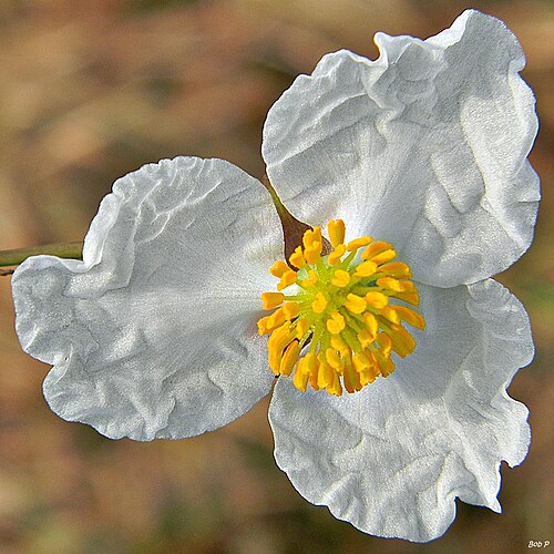 Bulltongue arrowhead: I call this duck potato. This plant lives is a small wetland section of the south trail at Juno Dunes Natural Area. The Environmental Resource Management reaper