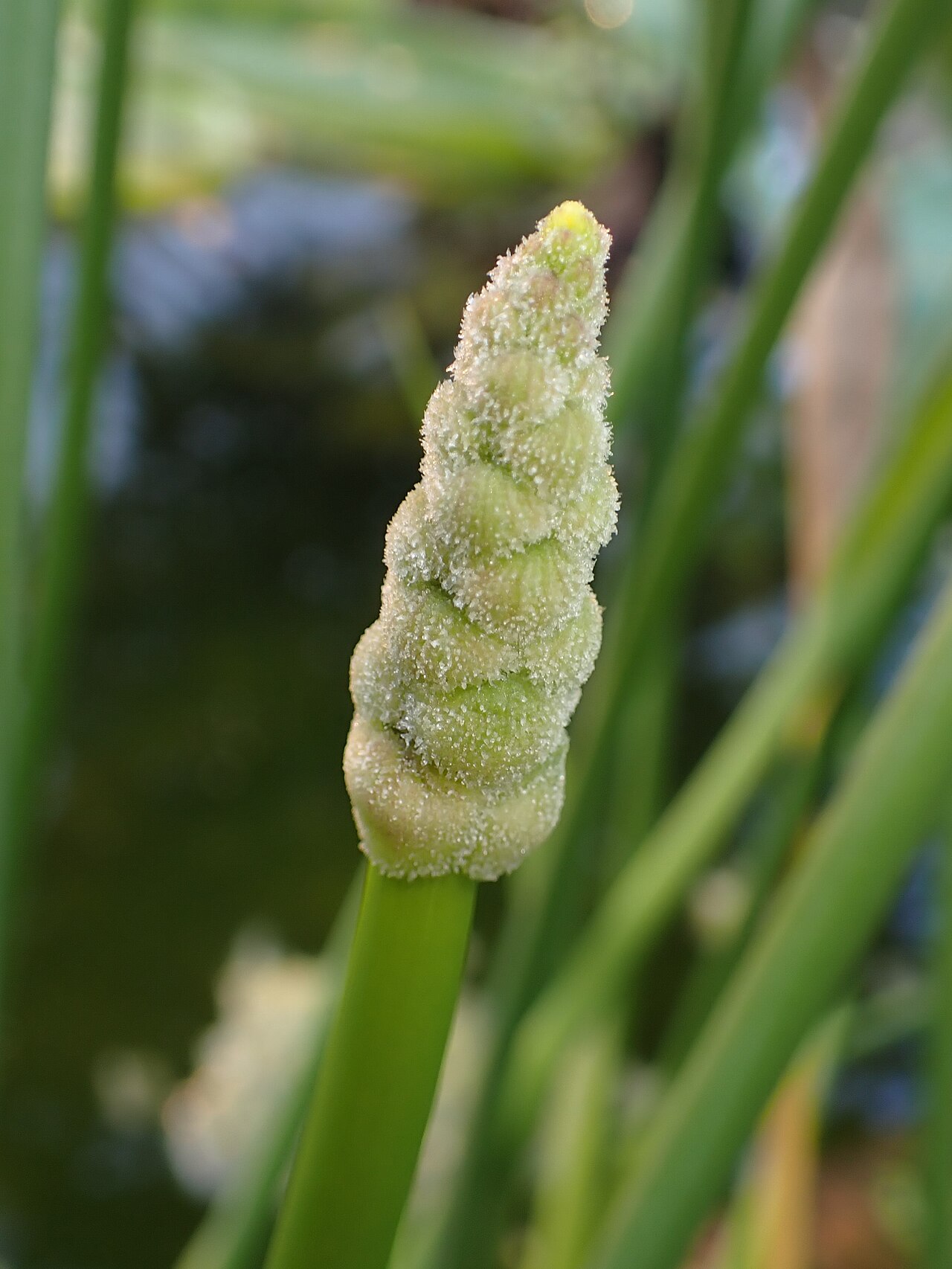 Bulltongue arrowhead: Sagittaria lancifolia in the Botanischer Garten Halle