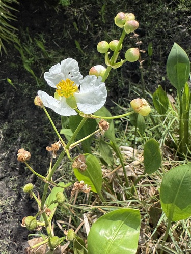 Bulltongue arrowhead (Sagittaria lancifolia)