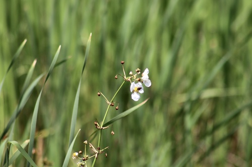 Bulltongue arrowhead (Sagittaria lancifolia)