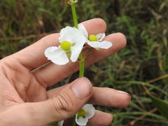 Bulltongue arrowhead (Sagittaria lancifolia)