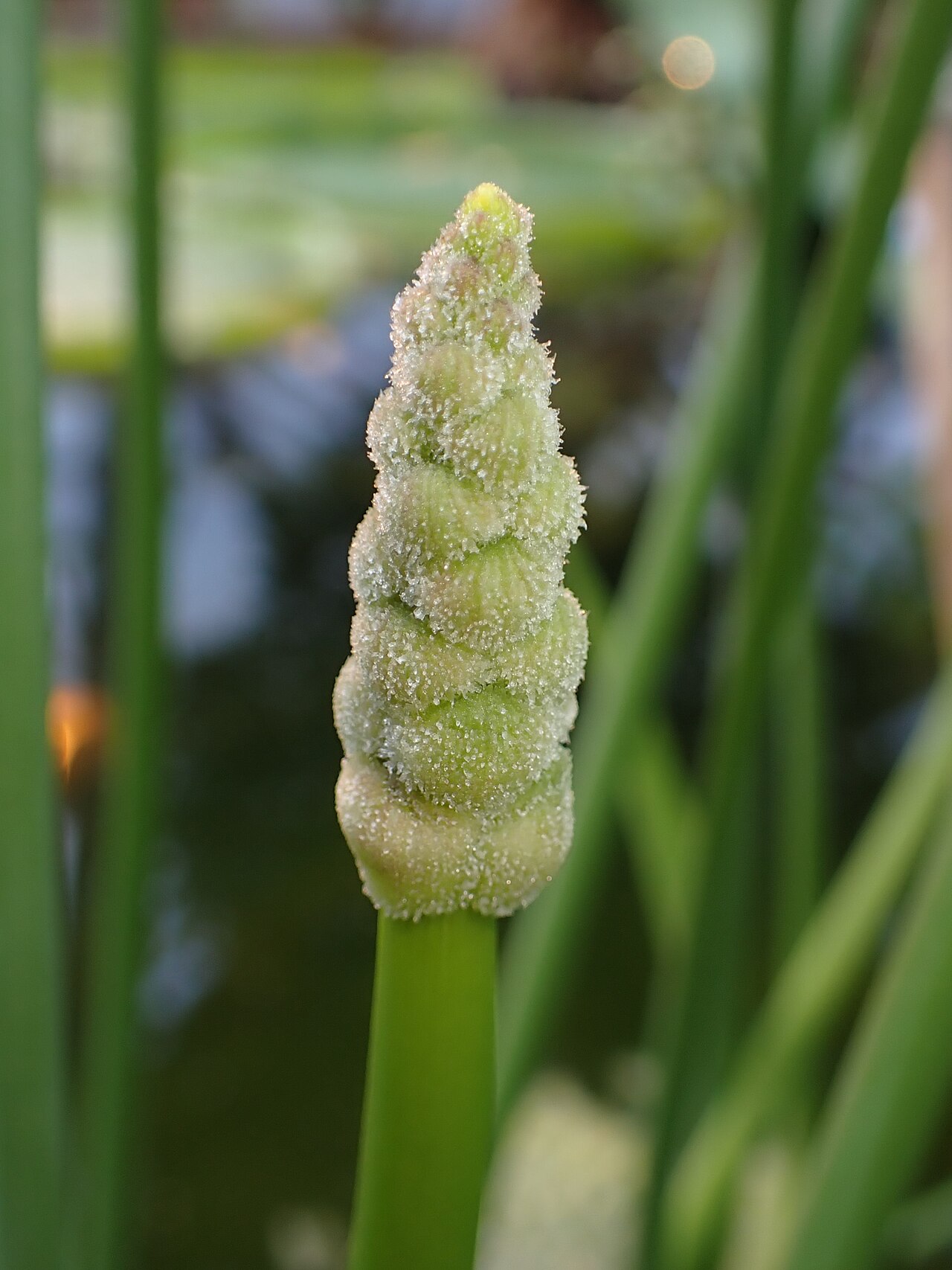Bulltongue arrowhead: Sagittaria lancifolia in the Botanischer Garten Halle