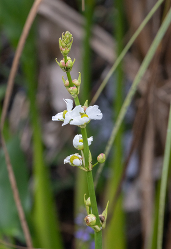 Bulltongue arrowhead (Sagittaria lancifolia)