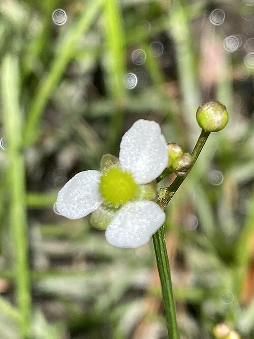 Sagittaria macrocarpa: Sagittaria macrocarpa