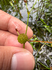 Sagittaria macrocarpa (Sagittaria macrocarpa)