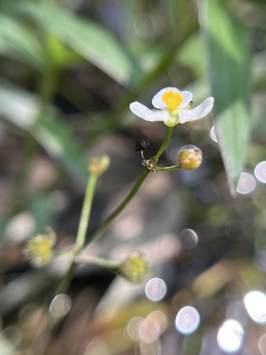 Sagittaria macrocarpa (Sagittaria macrocarpa)
