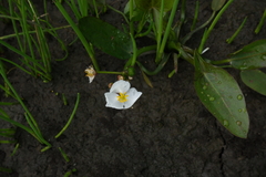 Sagittaria natans (Sagittaria natans)