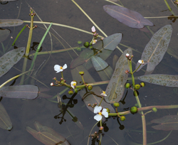 Sagittaria natans: Floating Arrowhead