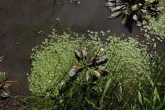 Sagittaria natans (Sagittaria natans)