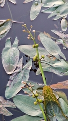 Sagittaria natans (Sagittaria natans)