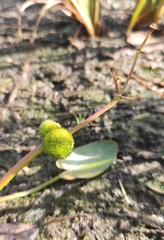 Sagittaria natans (Sagittaria natans)