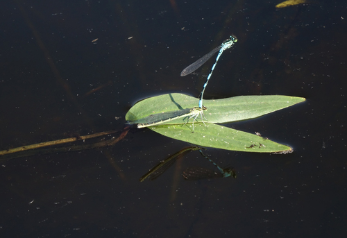 Sagittaria natans (Sagittaria natans)
