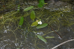 Sagittaria natans (Sagittaria natans)