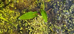 Sagittaria natans (Sagittaria natans)