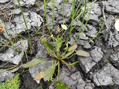 Sagittaria natans (Sagittaria natans)