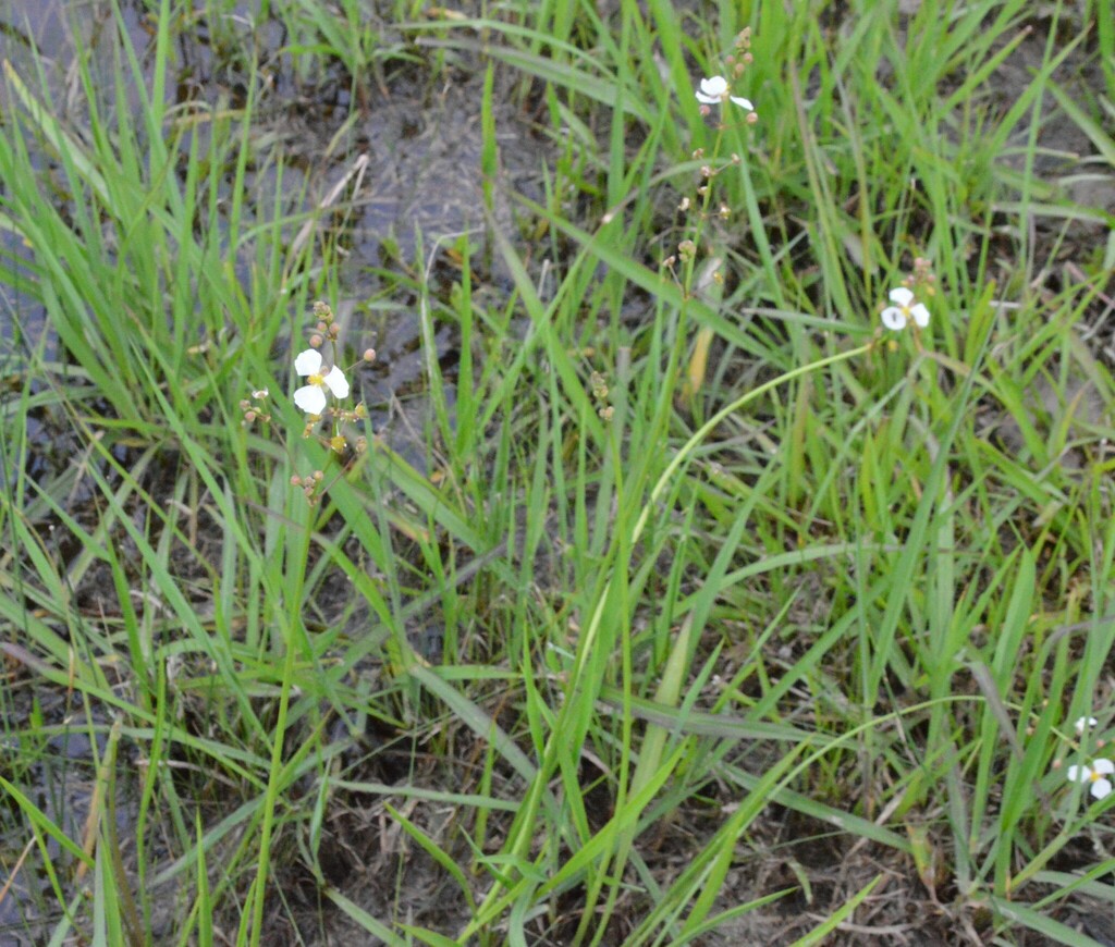 Nipplebract arrowhead (Sagittaria papillosa)