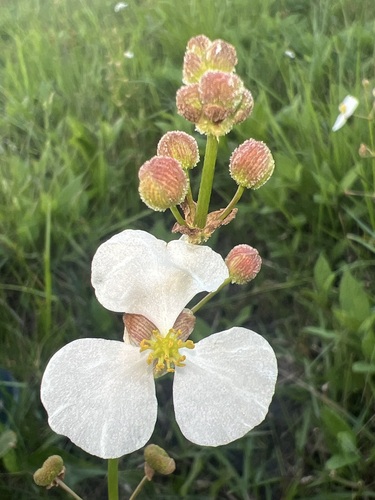 Nipplebract arrowhead (Sagittaria papillosa)
