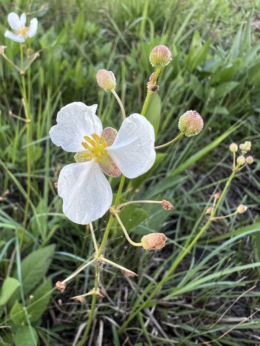 Nipplebract arrowhead (Sagittaria papillosa)