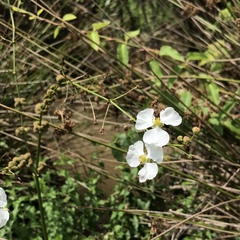 Nipplebract arrowhead (Sagittaria papillosa)