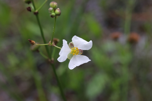 Nipplebract arrowhead (Sagittaria papillosa)