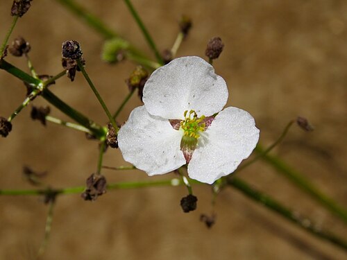 Nipplebract arrowhead: Sagittaria papillosa