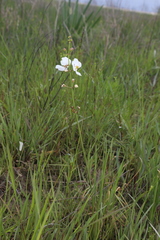 Nipplebract arrowhead (Sagittaria papillosa)