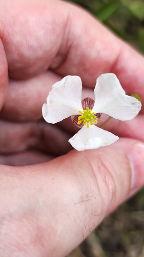 Nipplebract arrowhead (Sagittaria papillosa)