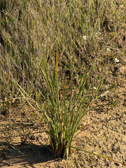 Nipplebract arrowhead (Sagittaria papillosa)