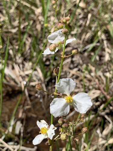 Nipplebract arrowhead (Sagittaria papillosa)