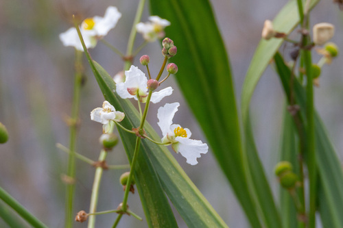 Nipplebract arrowhead (Sagittaria papillosa)