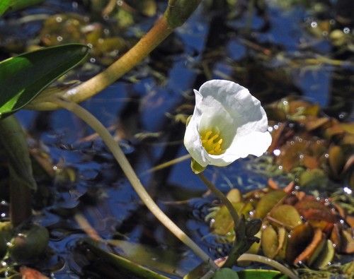 Sagittaria rhombifolia (Sagittaria rhombifolia)