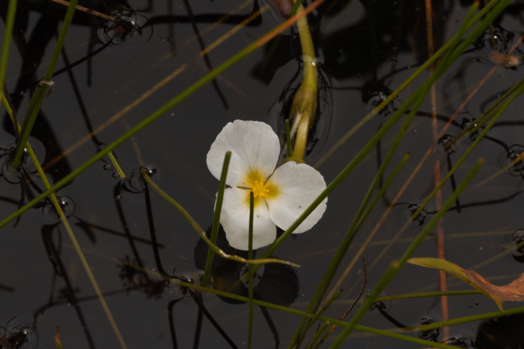 Sagittaria rhombifolia (Sagittaria rhombifolia)
