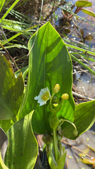 Sagittaria rhombifolia (Sagittaria rhombifolia)