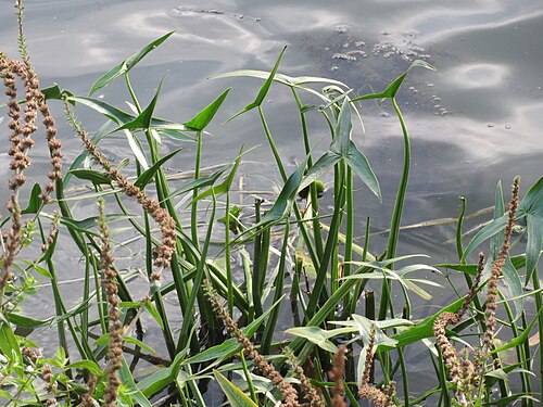 Arrowhead: Gewöhnliches Pfeilkraut ( Sagittaria sagittifolia ) an der Saar in Saarbrücken