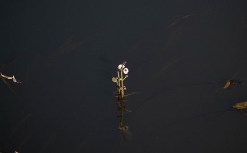 Arrowhead (Sagittaria sagittifolia)