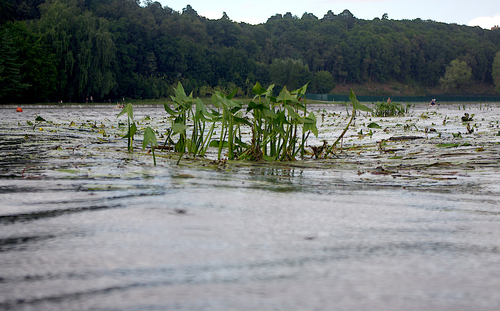 Arrowhead (Sagittaria sagittifolia)