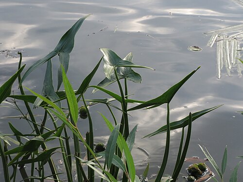 Arrowhead: Gewöhnliches Pfeilkraut ( Sagittaria sagittifolia ) an der Saar in Saarbrücken