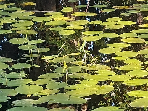 Arrowhead (Sagittaria sagittifolia)