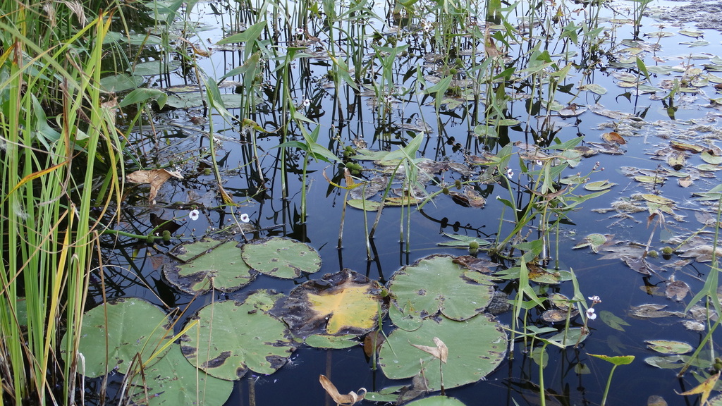Arrowhead (Sagittaria sagittifolia)