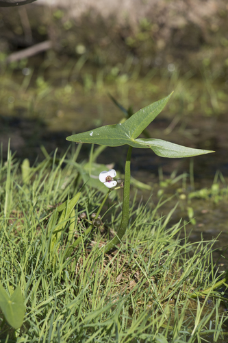 Arrowhead (Sagittaria sagittifolia)