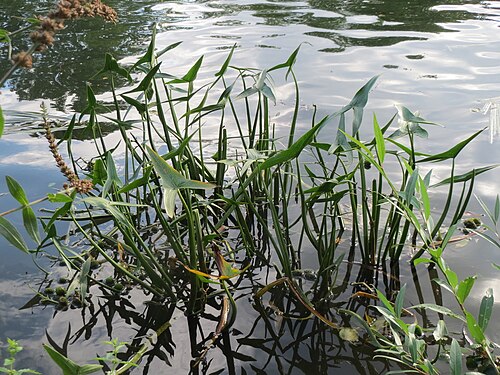 Arrowhead: Gewöhnliches Pfeilkraut ( Sagittaria sagittifolia ) an der Saar in Saarbrücken