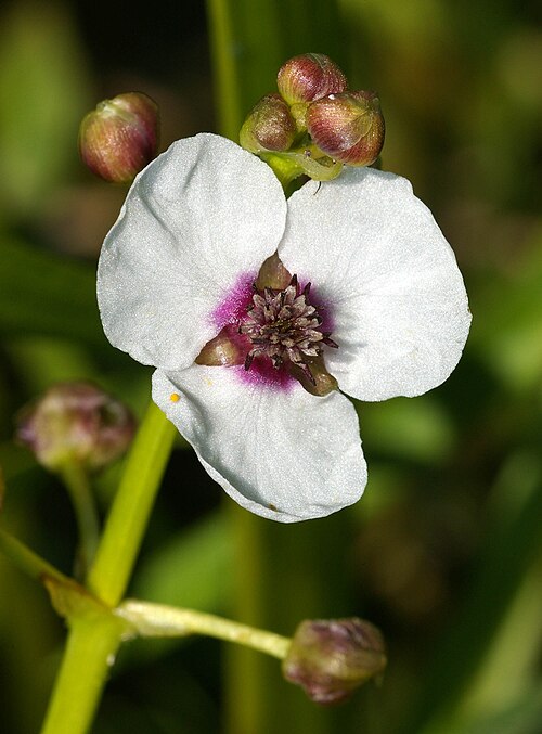 Arrowhead: Inflorescence of the waterplant Sagittaria sagittifolia .