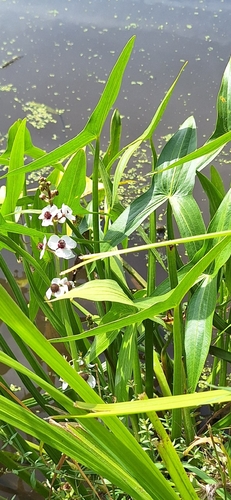 Arrowhead (Sagittaria sagittifolia)