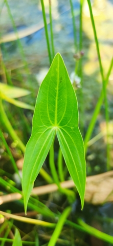 Arrowhead (Sagittaria sagittifolia)