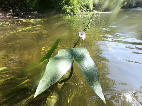 Arrowhead (Sagittaria sagittifolia)