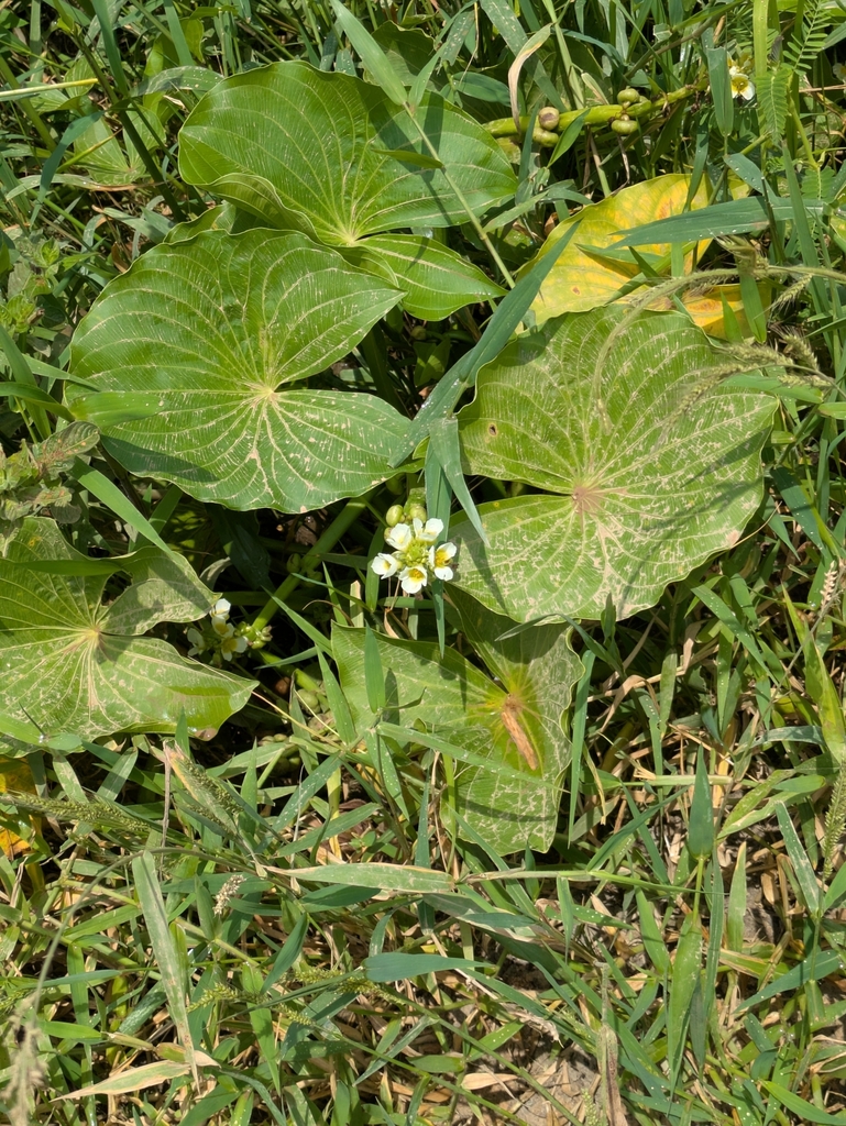 Sagittaria sprucei (Sagittaria sprucei)